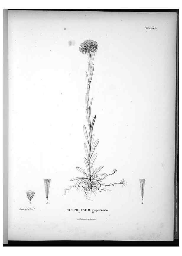 Reproducción/Reproduction 49556738867: Nova genera et species plantarum :. Antverpiae :Ex officina Christophori Plantini ...,1576.. 
