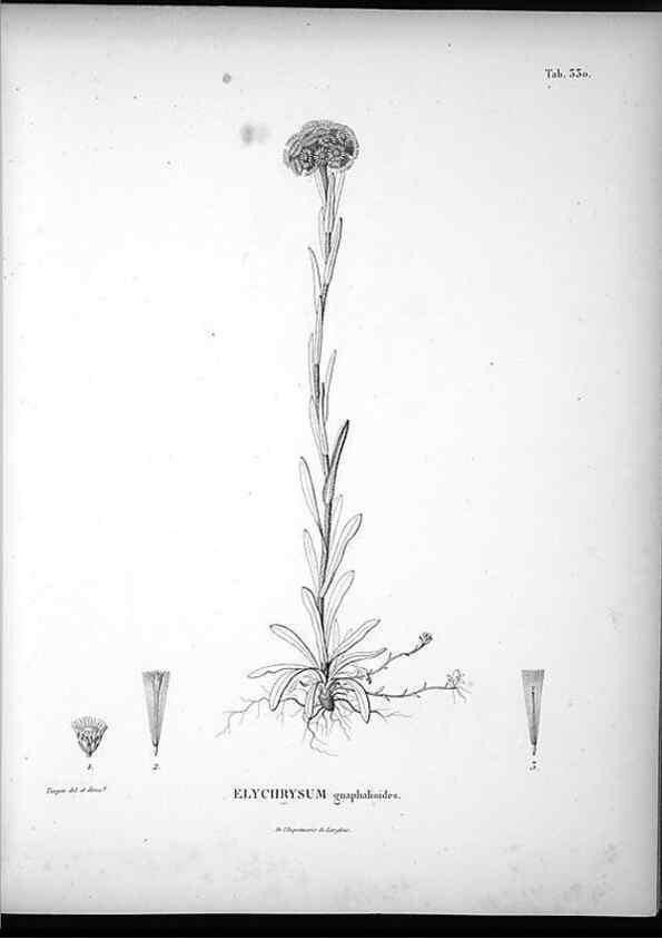 Reproducción/Reproduction 49556738867: Nova genera et species plantarum :. Antverpiae :Ex officina Christophori Plantini ...,1576.. 
