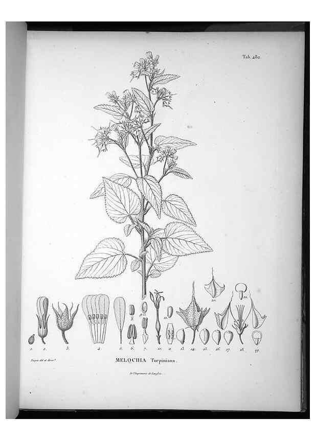 Reproducción/Reproduction 49556090888: Nova genera et species plantarum :. Antverpiae :Ex officina Christophori Plantini ...,1576.. 