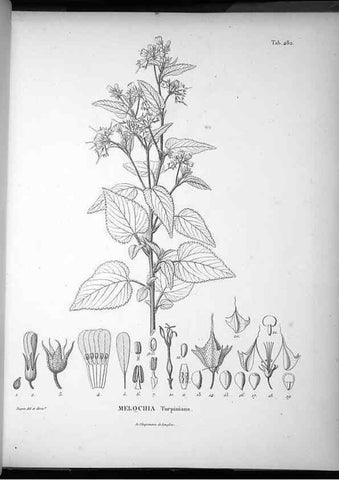 Reproducción/Reproduction 49556090888: Nova genera et species plantarum :. Antverpiae :Ex officina Christophori Plantini ...,1576.. 