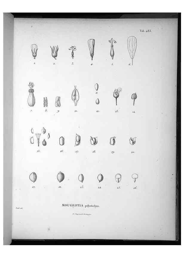 Reproducción/Reproduction 49556091218: Nova genera et species plantarum :. Antverpiae :Ex officina Christophori Plantini ...,1576.. 