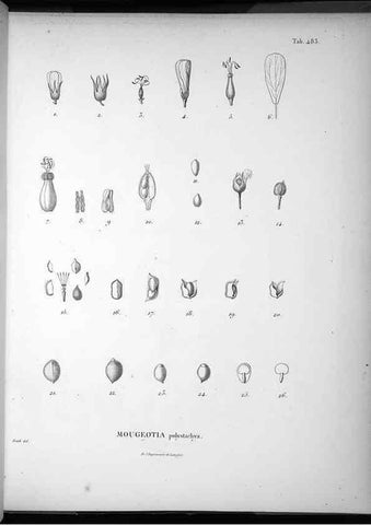 Reproducción/Reproduction 49556091218: Nova genera et species plantarum :. Antverpiae :Ex officina Christophori Plantini ...,1576.. 