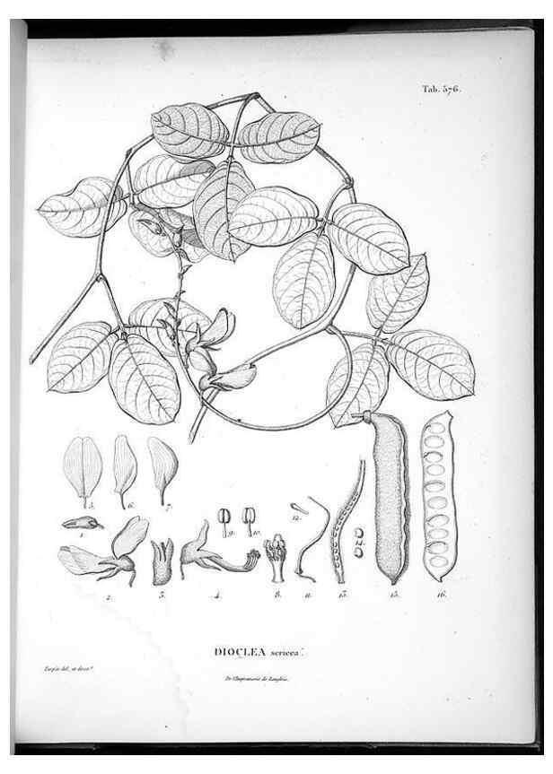 Reproducción/Reproduction 49556132578: Nova genera et species plantarum :. Antverpiae :Ex officina Christophori Plantini ...,1576.. 