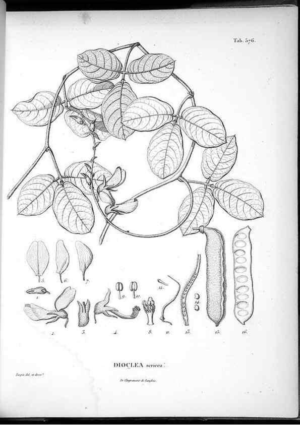 Reproducción/Reproduction 49556132578: Nova genera et species plantarum :. Antverpiae :Ex officina Christophori Plantini ...,1576.. 