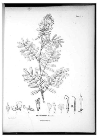 Reproducción/Reproduction 49556629726: Nova genera et species plantarum :. Antverpiae :Ex officina Christophori Plantini ...,1576.. 