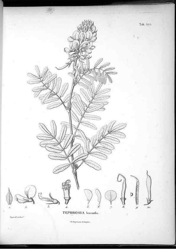 Reproducción/Reproduction 49556629726: Nova genera et species plantarum :. Antverpiae :Ex officina Christophori Plantini ...,1576.. 