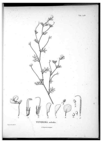 Reproducción/Reproduction 49556629881: Nova genera et species plantarum :. Antverpiae :Ex officina Christophori Plantini ...,1576.. 