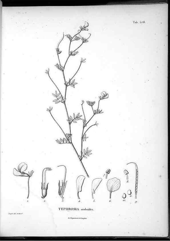 Reproducción/Reproduction 49556629881: Nova genera et species plantarum :. Antverpiae :Ex officina Christophori Plantini ...,1576.. 