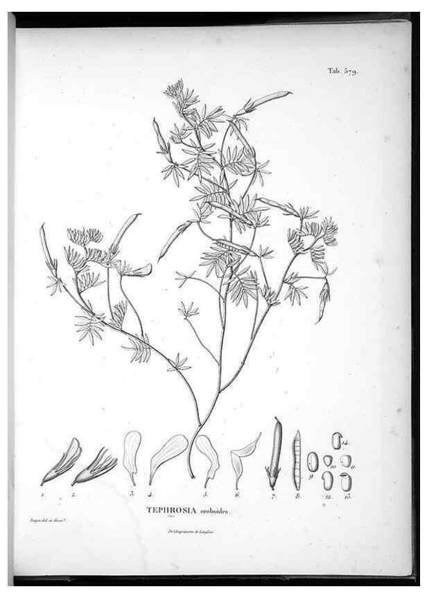 Reproducción/Reproduction 49556133053: Nova genera et species plantarum :. Antverpiae :Ex officina Christophori Plantini ...,1576.. 