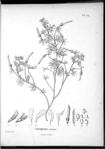 Reproducción/Reproduction 49556133053: Nova genera et species plantarum :. Antverpiae :Ex officina Christophori Plantini ...,1576.. 