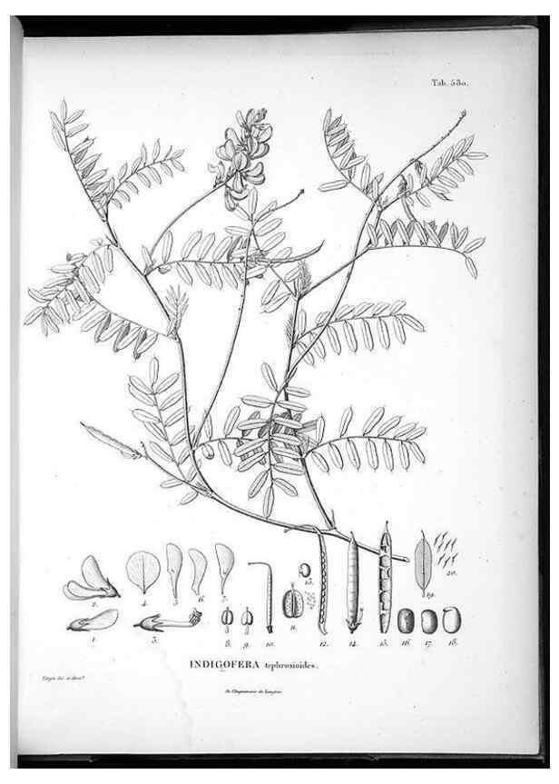 Reproducción/Reproduction 49556867137: Nova genera et species plantarum :. Antverpiae :Ex officina Christophori Plantini ...,1576.. 