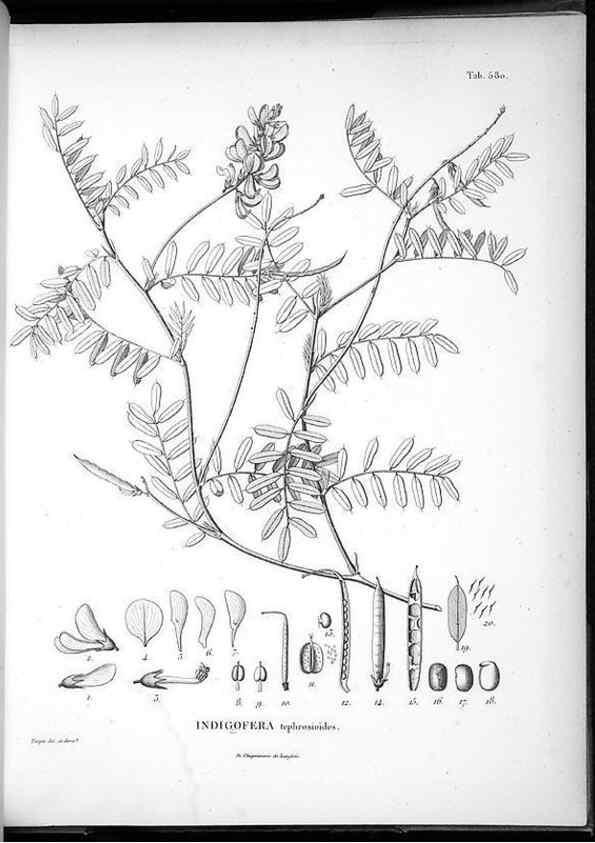 Reproducción/Reproduction 49556867137: Nova genera et species plantarum :. Antverpiae :Ex officina Christophori Plantini ...,1576.. 