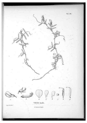 Reproducción/Reproduction 49556133358: Nova genera et species plantarum :. Antverpiae :Ex officina Christophori Plantini ...,1576.. 