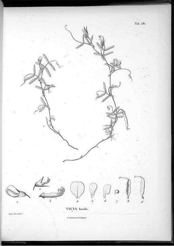 Reproducción/Reproduction 49556133358: Nova genera et species plantarum :. Antverpiae :Ex officina Christophori Plantini ...,1576.. 
