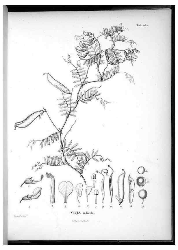 Reproducción/Reproduction 49556867462: Nova genera et species plantarum :. Antverpiae :Ex officina Christophori Plantini ...,1576.. 