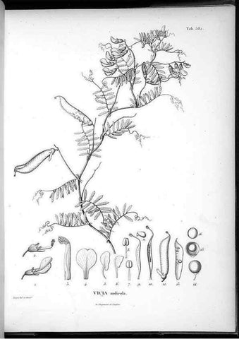 Reproducción/Reproduction 49556867462: Nova genera et species plantarum :. Antverpiae :Ex officina Christophori Plantini ...,1576.. 