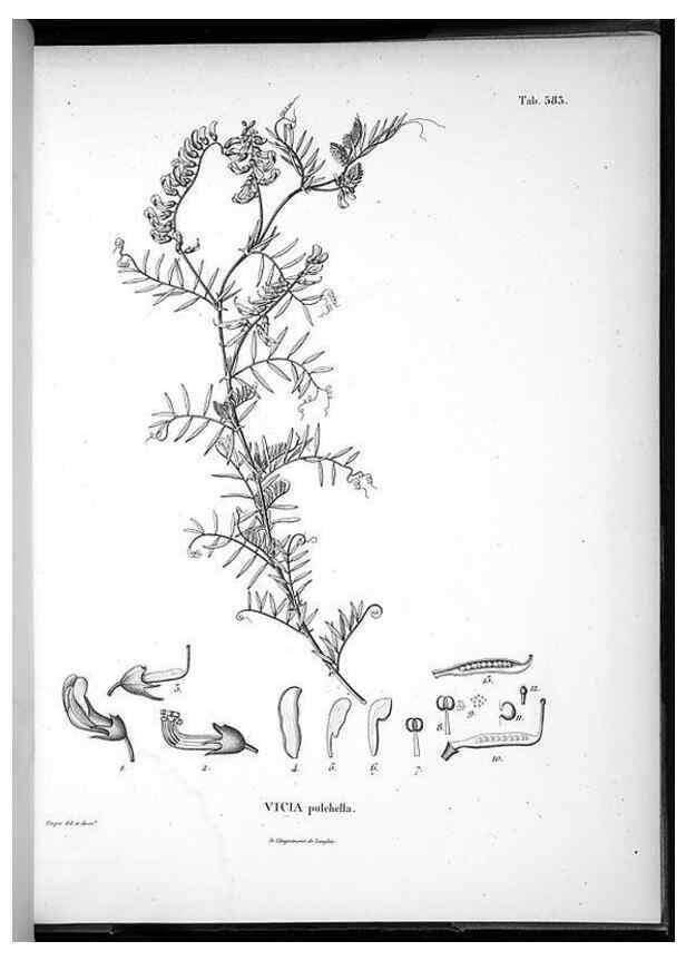 Reproducción/Reproduction 49556630566: Nova genera et species plantarum :. Antverpiae :Ex officina Christophori Plantini ...,1576.. 