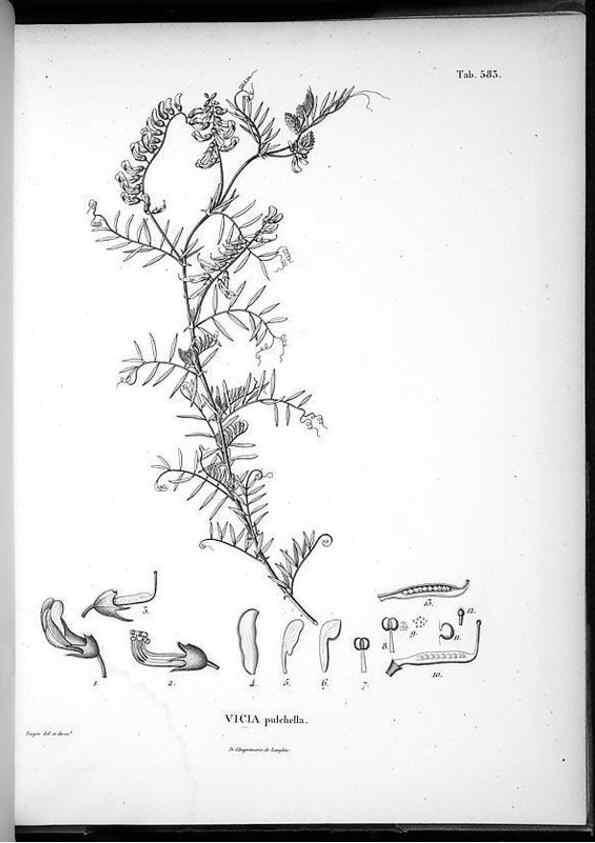 Reproducción/Reproduction 49556630566: Nova genera et species plantarum :. Antverpiae :Ex officina Christophori Plantini ...,1576.. 