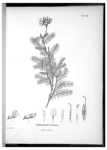 Reproducción/Reproduction 49556630741: Nova genera et species plantarum :. Antverpiae :Ex officina Christophori Plantini ...,1576.. 