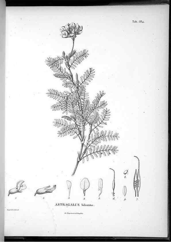 Reproducción/Reproduction 49556630741: Nova genera et species plantarum :. Antverpiae :Ex officina Christophori Plantini ...,1576.. 