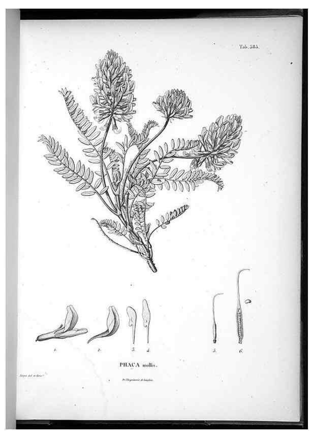 Reproducción/Reproduction 49556630886: Nova genera et species plantarum :. Antverpiae :Ex officina Christophori Plantini ...,1576.. 