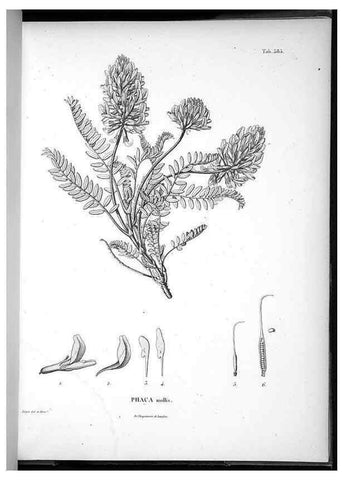 Reproducción/Reproduction 49556630886: Nova genera et species plantarum :. Antverpiae :Ex officina Christophori Plantini ...,1576.. 