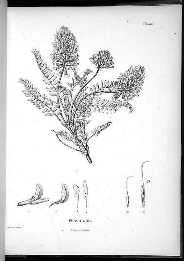 Reproducción/Reproduction 49556630886: Nova genera et species plantarum :. Antverpiae :Ex officina Christophori Plantini ...,1576.. 