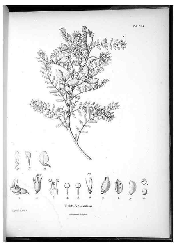 Reproducción/Reproduction 49556631066: Nova genera et species plantarum :. Antverpiae :Ex officina Christophori Plantini ...,1576.. 