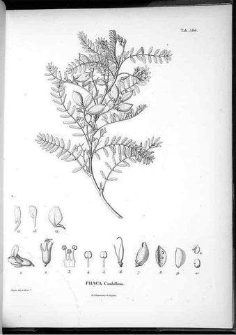 Reproducción/Reproduction 49556631066: Nova genera et species plantarum :. Antverpiae :Ex officina Christophori Plantini ...,1576.. 