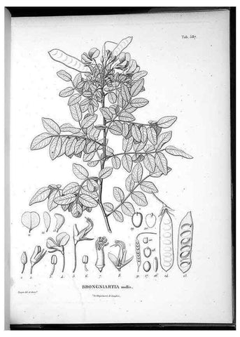 Reproducción/Reproduction 49556631221: Nova genera et species plantarum :. Antverpiae :Ex officina Christophori Plantini ...,1576.. 