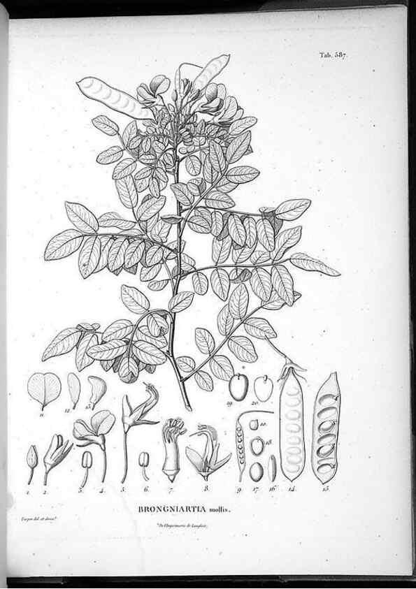 Reproducción/Reproduction 49556631221: Nova genera et species plantarum :. Antverpiae :Ex officina Christophori Plantini ...,1576.. 