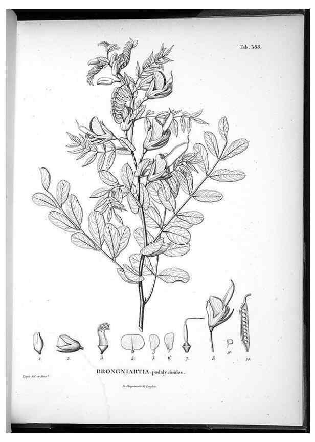Reproducción/Reproduction 49556868357: Nova genera et species plantarum :. Antverpiae :Ex officina Christophori Plantini ...,1576.. 
