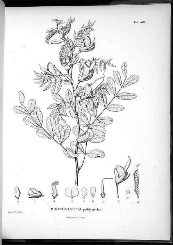 Reproducción/Reproduction 49556868357: Nova genera et species plantarum :. Antverpiae :Ex officina Christophori Plantini ...,1576.. 