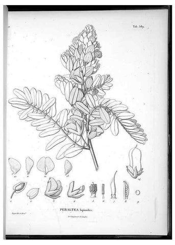 Reproducción/Reproduction 49556631566: Nova genera et species plantarum :. Antverpiae :Ex officina Christophori Plantini ...,1576.. 