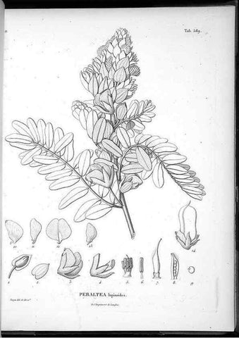 Reproducción/Reproduction 49556631566: Nova genera et species plantarum :. Antverpiae :Ex officina Christophori Plantini ...,1576.. 