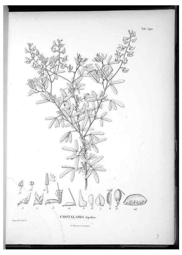 Reproducción/Reproduction 49556631711: Nova genera et species plantarum :. Antverpiae :Ex officina Christophori Plantini ...,1576.. 
