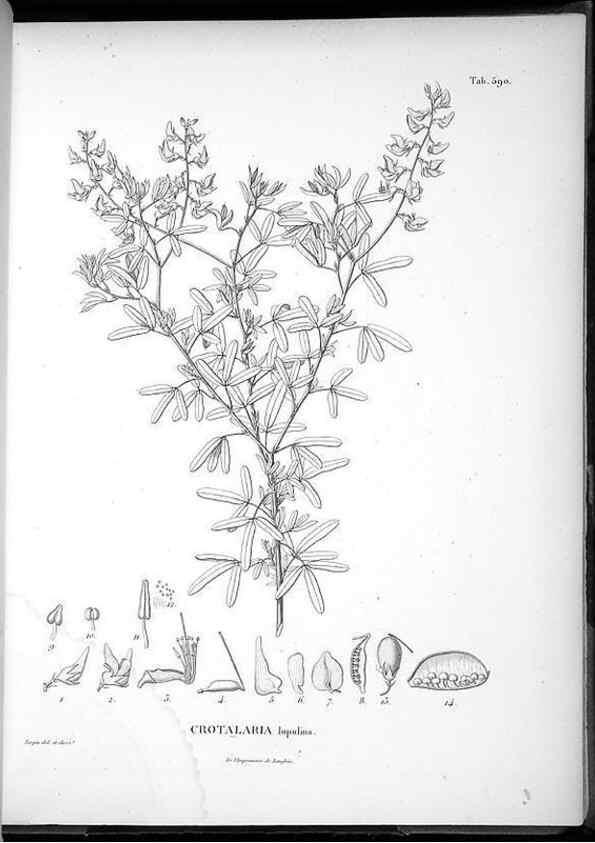 Reproducción/Reproduction 49556631711: Nova genera et species plantarum :. Antverpiae :Ex officina Christophori Plantini ...,1576.. 