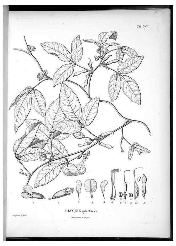 Reproducción/Reproduction 49556866462: Nova genera et species plantarum :. Antverpiae :Ex officina Christophori Plantini ...,1576.. 