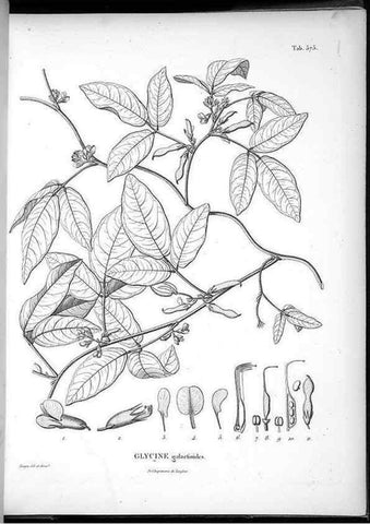 Reproducción/Reproduction 49556866462: Nova genera et species plantarum :. Antverpiae :Ex officina Christophori Plantini ...,1576.. 