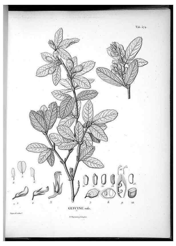 Reproducción/Reproduction 49556629316: Nova genera et species plantarum :. Antverpiae :Ex officina Christophori Plantini ...,1576.. 