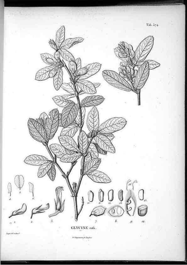 Reproducción/Reproduction 49556629316: Nova genera et species plantarum :. Antverpiae :Ex officina Christophori Plantini ...,1576.. 
