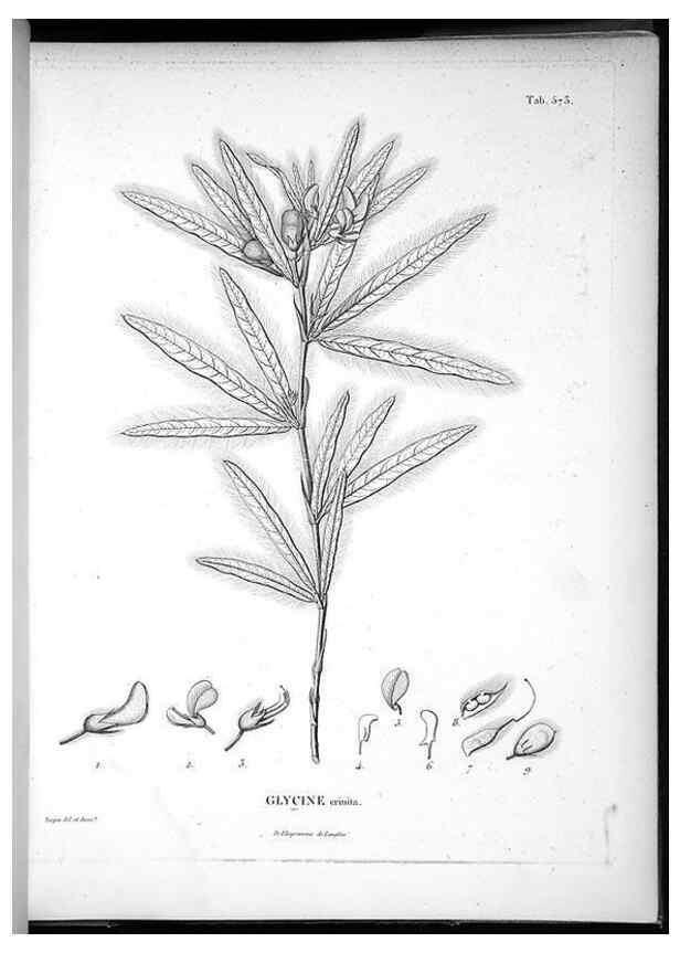 Reproducción/Reproduction 49556629166: Nova genera et species plantarum :. Antverpiae :Ex officina Christophori Plantini ...,1576.. 