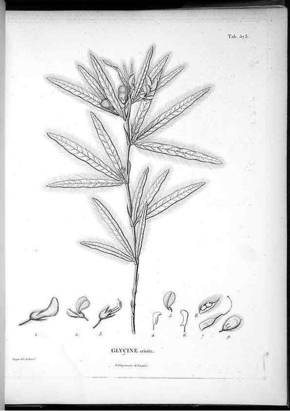 Reproducción/Reproduction 49556629166: Nova genera et species plantarum :. Antverpiae :Ex officina Christophori Plantini ...,1576.. 