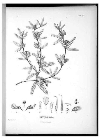 Reproducción/Reproduction 49556131898: Nova genera et species plantarum :. Antverpiae :Ex officina Christophori Plantini ...,1576.. 