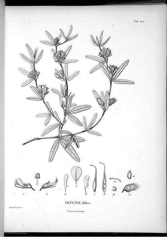 Reproducción/Reproduction 49556131898: Nova genera et species plantarum :. Antverpiae :Ex officina Christophori Plantini ...,1576.. 