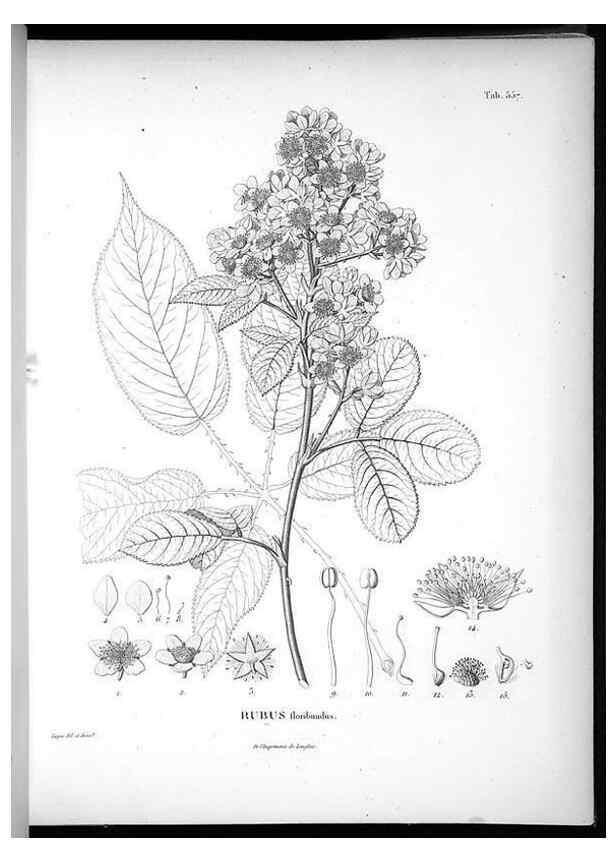 Reproducción/Reproduction 49556863362: Nova genera et species plantarum :. Antverpiae :Ex officina Christophori Plantini ...,1576.. 