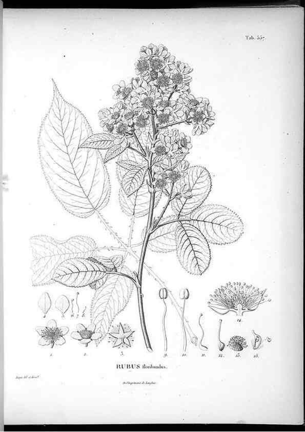 Reproducción/Reproduction 49556863362: Nova genera et species plantarum :. Antverpiae :Ex officina Christophori Plantini ...,1576.. 