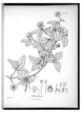 Reproducción/Reproduction 49556863512: Nova genera et species plantarum :. Antverpiae :Ex officina Christophori Plantini ...,1576.. 