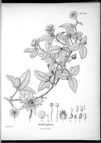 Reproducción/Reproduction 49556863512: Nova genera et species plantarum :. Antverpiae :Ex officina Christophori Plantini ...,1576.. 