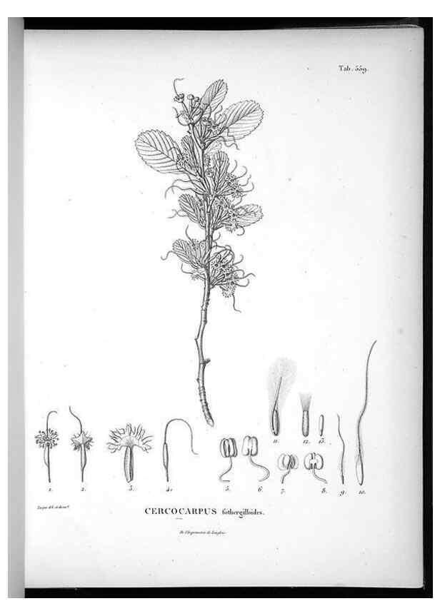 Reproducción/Reproduction 49556626576: Nova genera et species plantarum :. Antverpiae :Ex officina Christophori Plantini ...,1576.. 